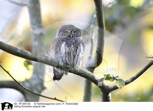 sitting Eurasian pygmy owl / FF-09130