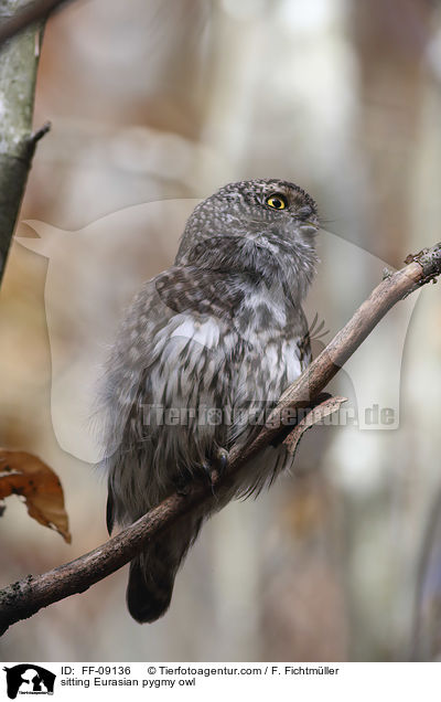 sitting Eurasian pygmy owl / FF-09136