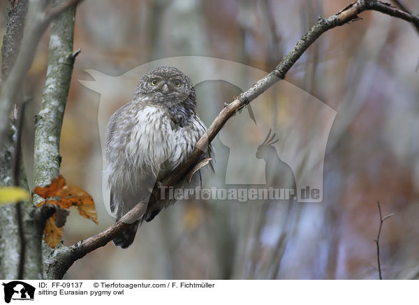 sitting Eurasian pygmy owl / FF-09137