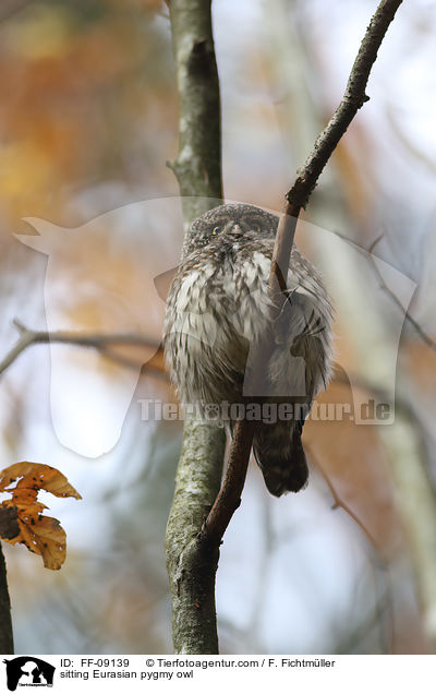 sitting Eurasian pygmy owl / FF-09139