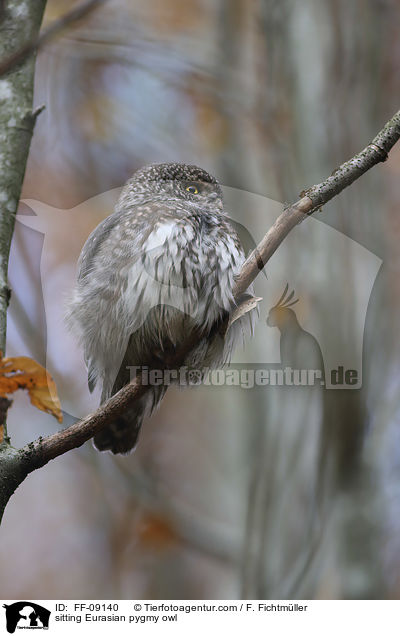 sitting Eurasian pygmy owl / FF-09140