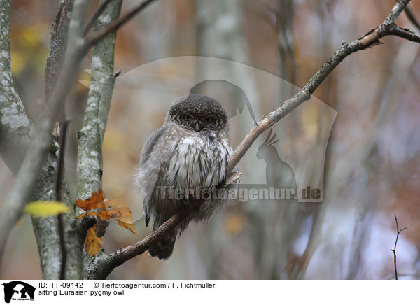sitting Eurasian pygmy owl / FF-09142
