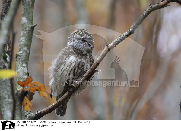 sitting Eurasian pygmy owl / FF-09147