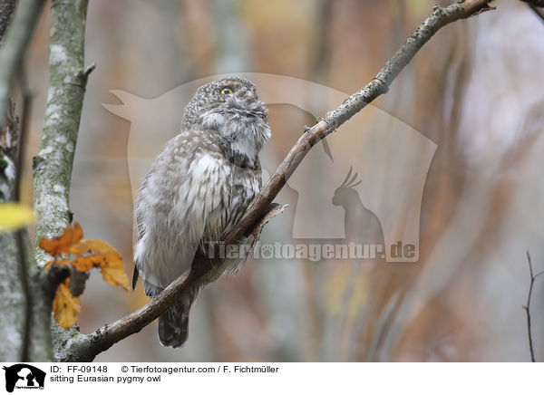sitting Eurasian pygmy owl / FF-09148