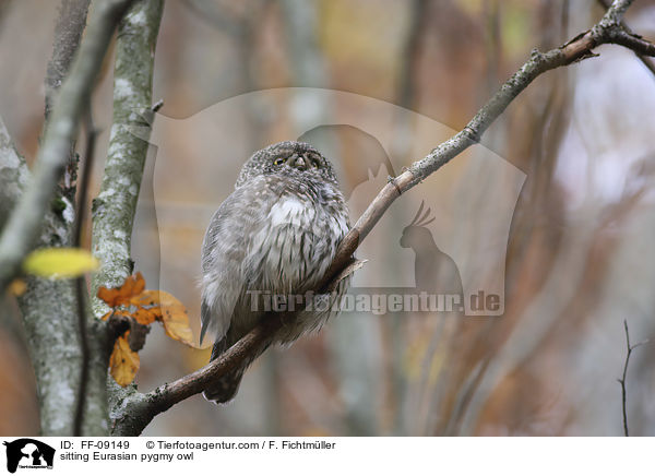 sitting Eurasian pygmy owl / FF-09149
