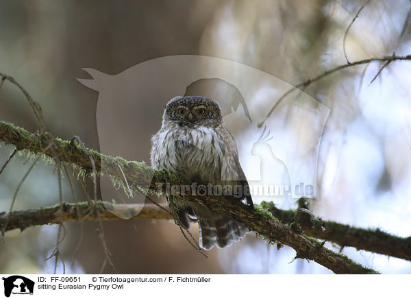 sitting Eurasian Pygmy Owl / FF-09651
