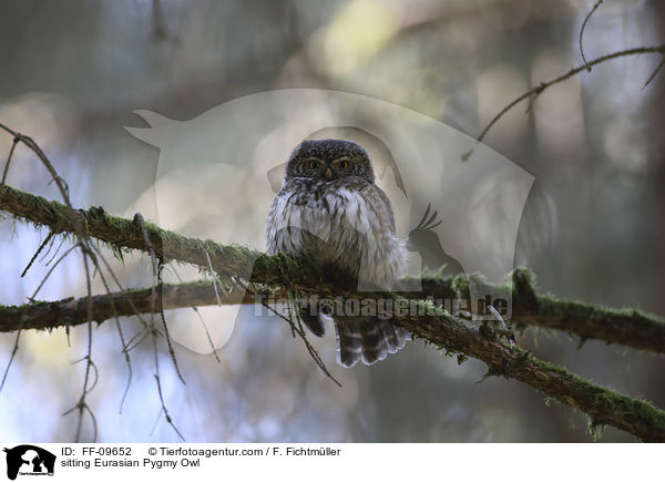 sitting Eurasian Pygmy Owl / FF-09652
