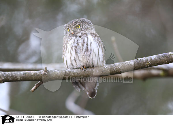 sitting Eurasian Pygmy Owl / FF-09653