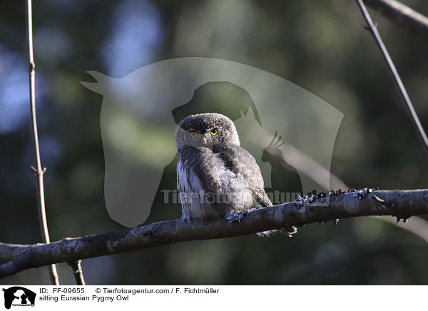 sitting Eurasian Pygmy Owl / FF-09655