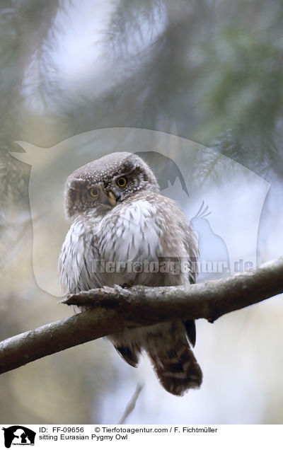 sitting Eurasian Pygmy Owl / FF-09656