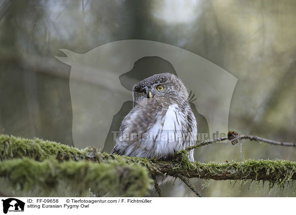 sitting Eurasian Pygmy Owl / FF-09658