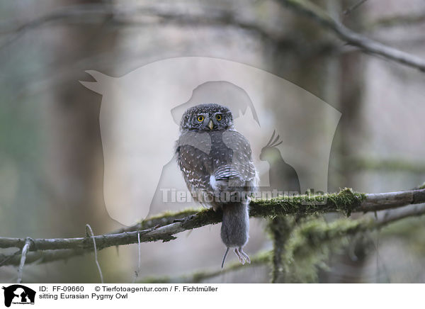 sitting Eurasian Pygmy Owl / FF-09660