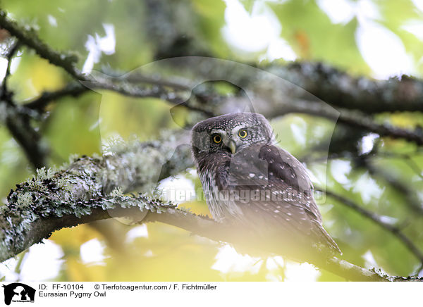 Eurasian Pygmy Owl / FF-10104