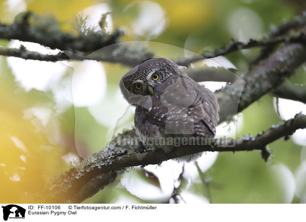 Eurasian Pygmy Owl / FF-10106