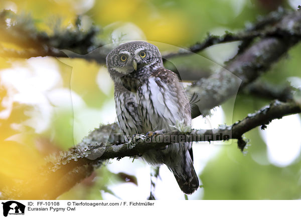 Eurasian Pygmy Owl / FF-10108