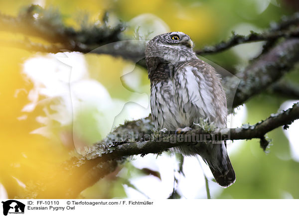 Eurasian Pygmy Owl / FF-10110