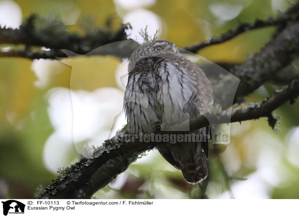 Eurasian Pygmy Owl / FF-10113