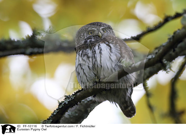 Eurasian Pygmy Owl / FF-10116