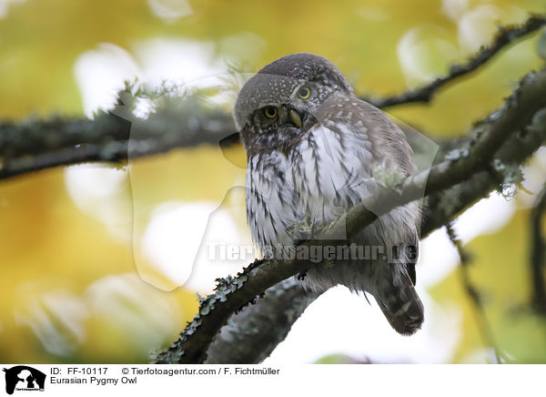 Eurasian Pygmy Owl / FF-10117