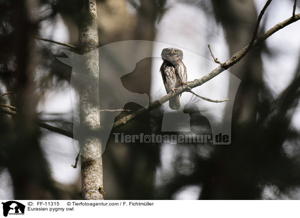 Eurasian pygmy owl / FF-11315