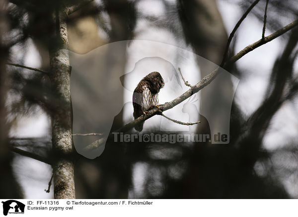Eurasian pygmy owl / FF-11316