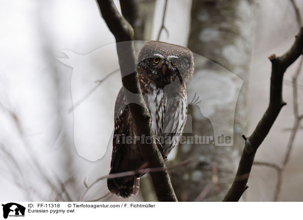 Eurasian pygmy owl / FF-11318