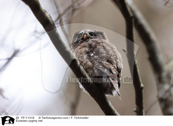 Eurasian pygmy owl / FF-11319