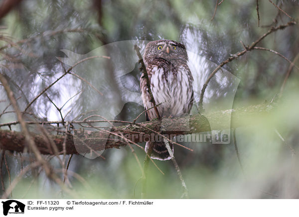 Eurasian pygmy owl / FF-11320