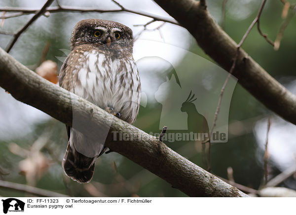 Eurasian pygmy owl / FF-11323