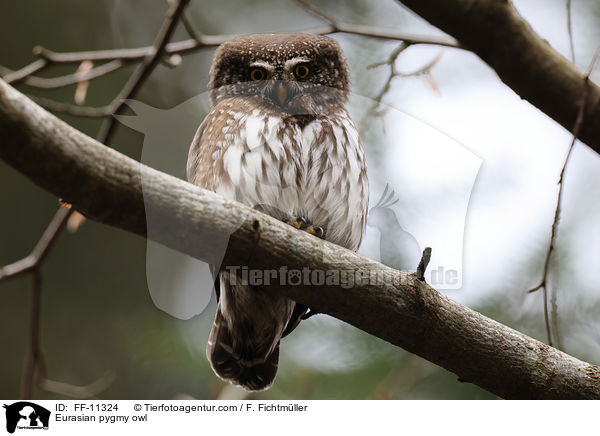Eurasian pygmy owl / FF-11324
