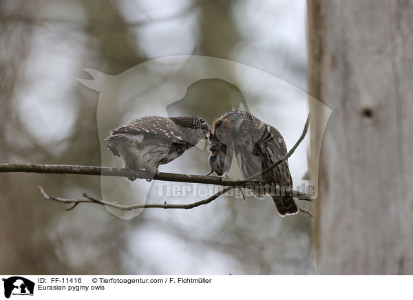 Eurasian pygmy owls / FF-11416