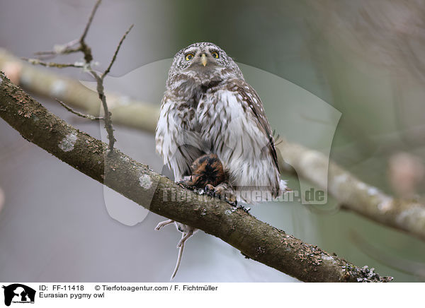 Eurasian pygmy owl / FF-11418