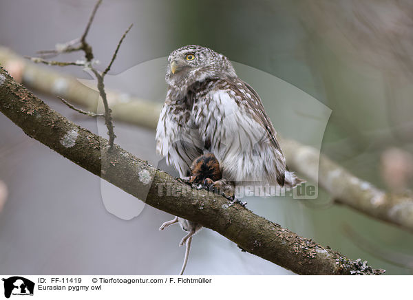Eurasian pygmy owl / FF-11419