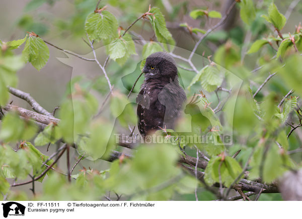 Eurasian pygmy owl / FF-11511