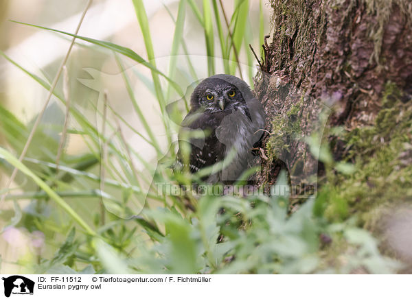 Eurasian pygmy owl / FF-11512