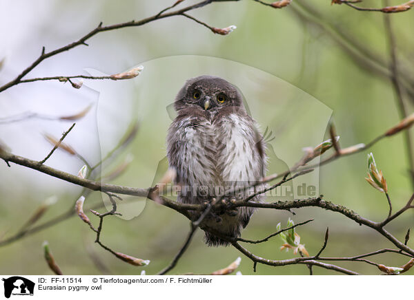 Eurasian pygmy owl / FF-11514