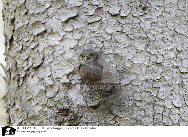 Eurasian pygmy owl / FF-11515