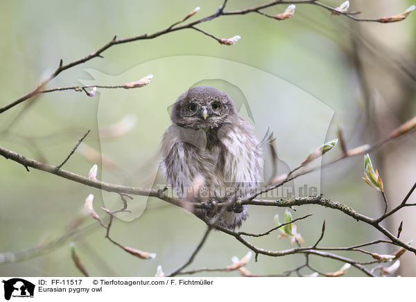 Eurasian pygmy owl / FF-11517