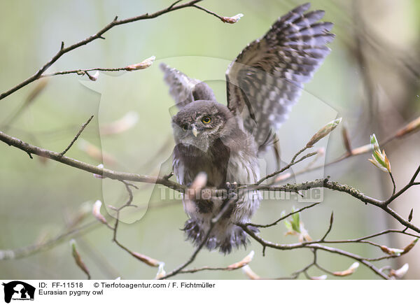 Eurasian pygmy owl / FF-11518