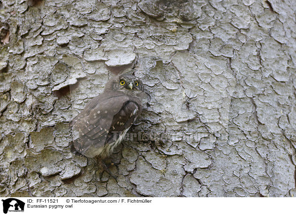 Eurasian pygmy owl / FF-11521