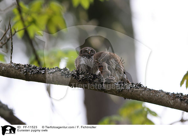 Eurasian pygmy owls / FF-11523