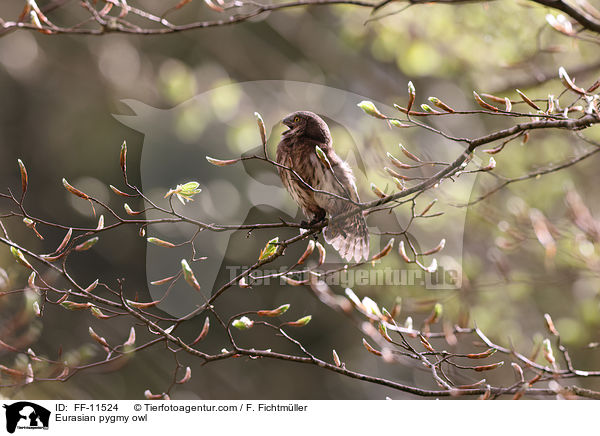 Eurasian pygmy owl / FF-11524