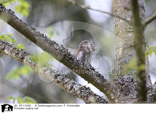 Eurasian pygmy owl / FF-11526