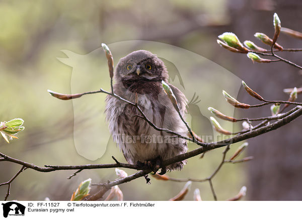 Eurasian pygmy owl / FF-11527