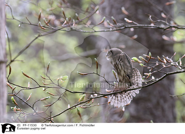 Eurasian pygmy owl / FF-11530