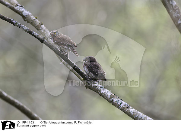 Eurasian pygmy owls / FF-11531