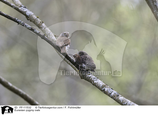 Eurasian pygmy owls / FF-11532