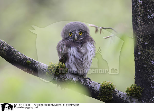 Eurasian pygmy owl / FF-11535