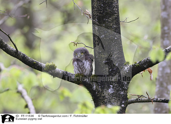 Eurasian pygmy owl / FF-11536