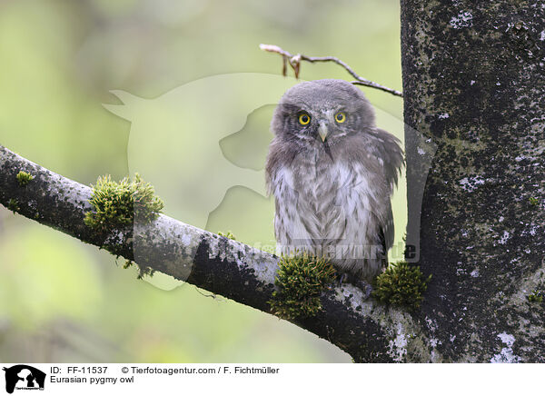 Eurasian pygmy owl / FF-11537
